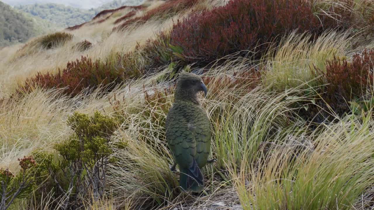 Un kea si erge sulla cima di una montagna, osservando il paesaggio alpino e catturando un momento straordinario di fauna selvatica contro un vasto e aspro paesaggio montano.