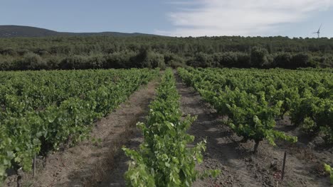 Low-aerial:-Straight-rows-of-grape-vines-in-French-Pyrenees-vineyard