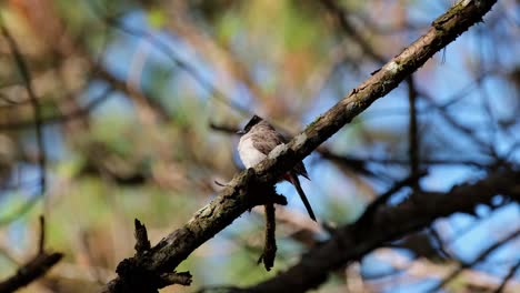 Mirando-Hacia-La-Izquierda-Mientras-Está-Posado-En-Una-Rama-De-Pino-Mientras-Mira-A-Su-Alrededor,-Bulbul-Pycnonotus-Aurigaster-Con-Cabeza-De-Hollín,-Phu-Ruea,-Ming-Mueang,-Loei-En-Tailandia