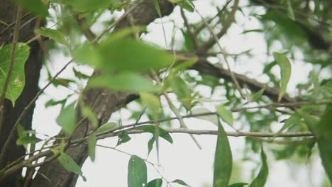 una hermosa toma panorámica de las hojas exteriores de un árbol siguiendo las ramas y todo el camino hasta el tronco texturizado, india