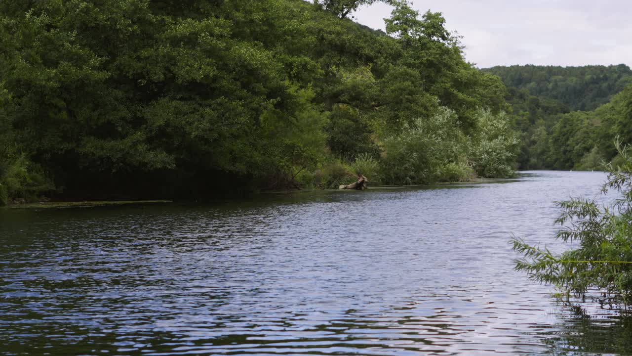 Ripresa panoramica sul fiume Wye con un ruscello calmo e alberi verdeggianti in una fitta foresta. Ambiente naturale della campagna britannica nella Foresta di Dean