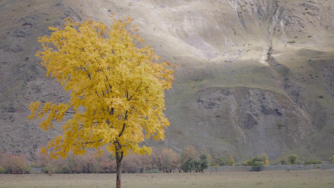 Albero solitario con foglie dorate