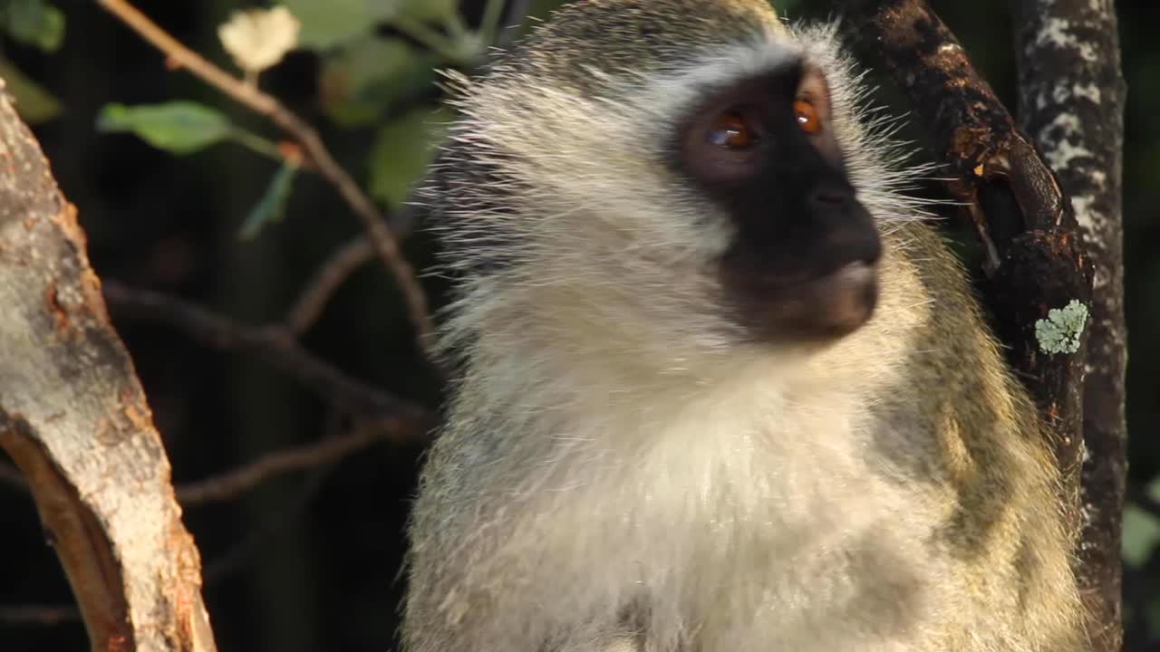 monos verdes encontrados en sudáfrica.