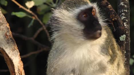 vervet monkeys found in south africa