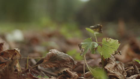 A-chestnut-fallen-from-a-tree-lands-on-the-forest-floor-among-autumn-leaves