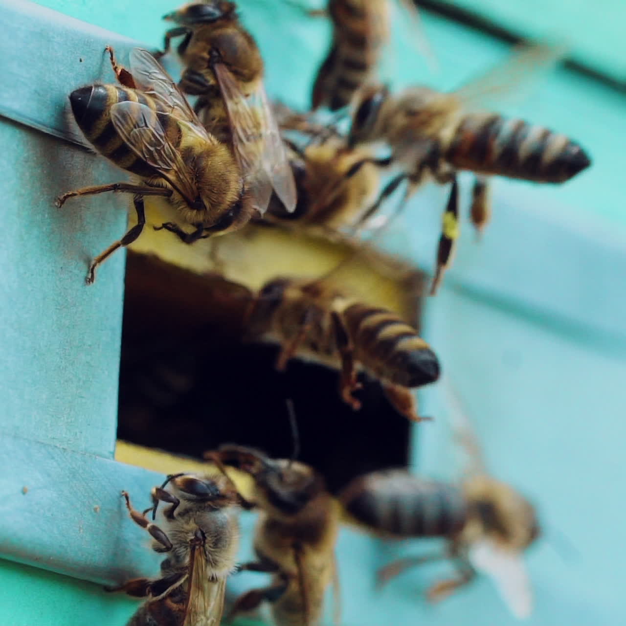 Bees flying out of the hive in summer, sunny day to nectar. Slow motion