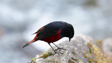 The-White-capped-Redstart-is-known-for-its-white-lovely-crown,-dark-blue-blackish-wings-and-brown-under-feathers-and-its-tail-starts-with-red