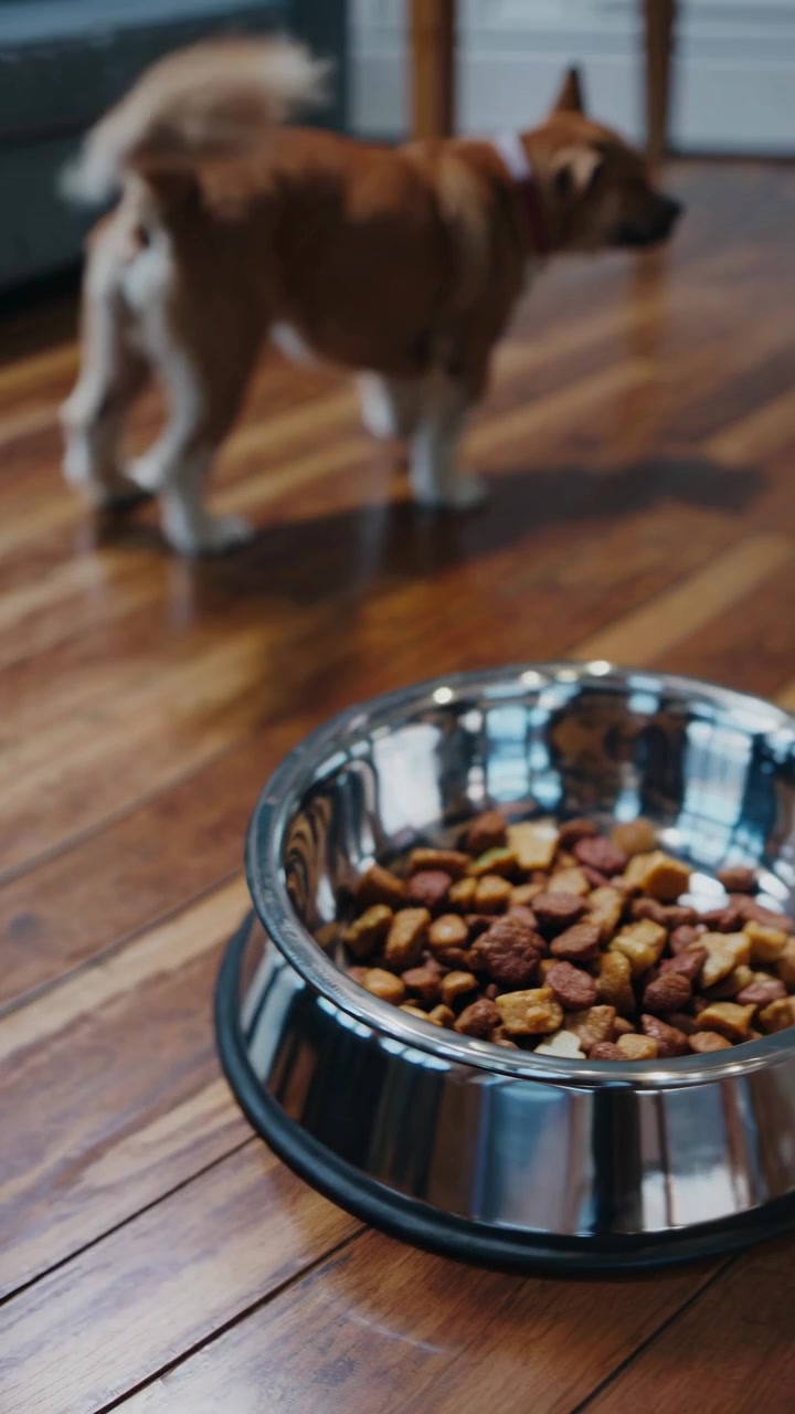 Kleiner Hund wartet auf Futter neben einem Metallfutternapf