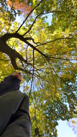 autumn view from below