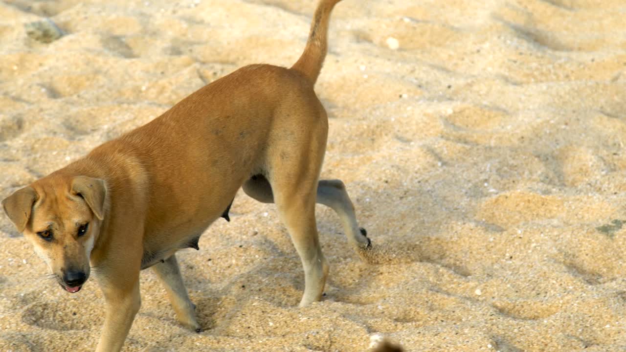 dos perros en la playa, el perro negro huye y el perro blanco permanece