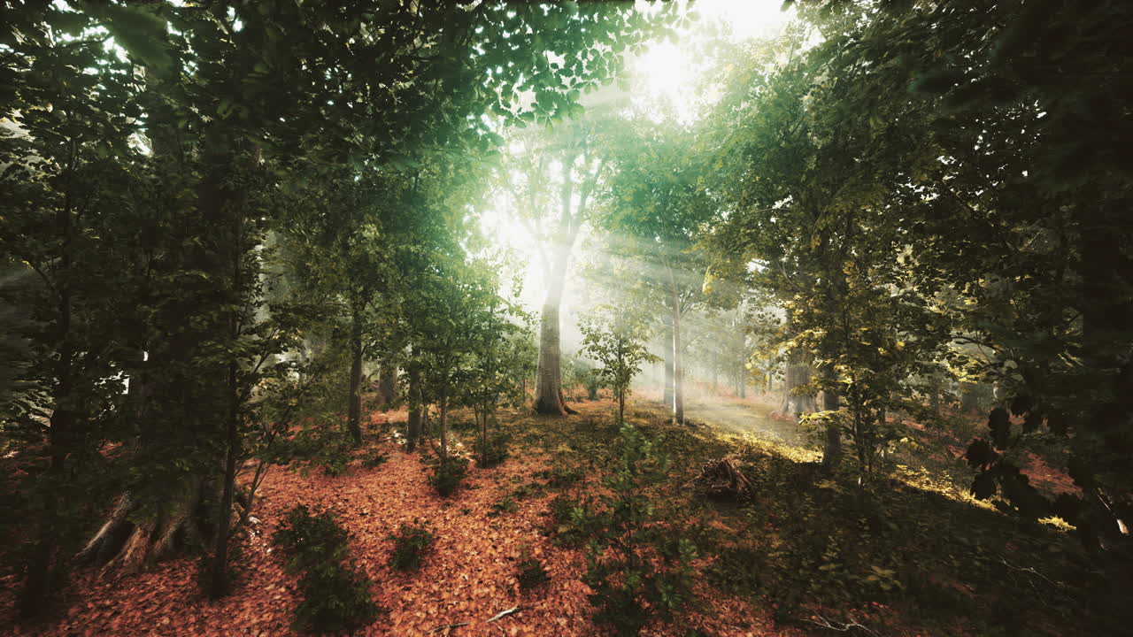 la luz que brilla en la naturaleza