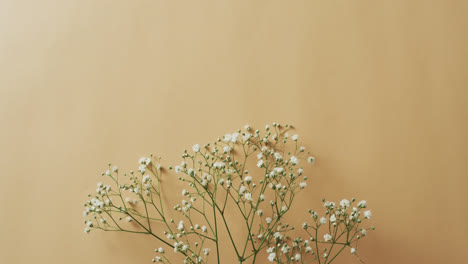 video of multiple white flowers and copy space on yellow background