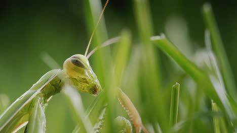 Mantis-Religiosa-Verde-En-La-Hierba-Mezclándose-Con-El-Medio-Ambiente