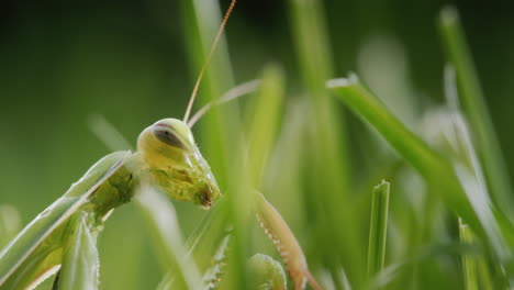 green praying mantis in the grass blending in with the environment
