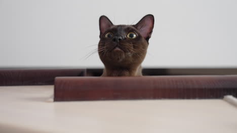 beautiful cat watching around close up. black attractive kitty hold watching.