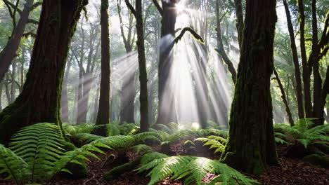 sunlight piercing through a lush forest with ferns