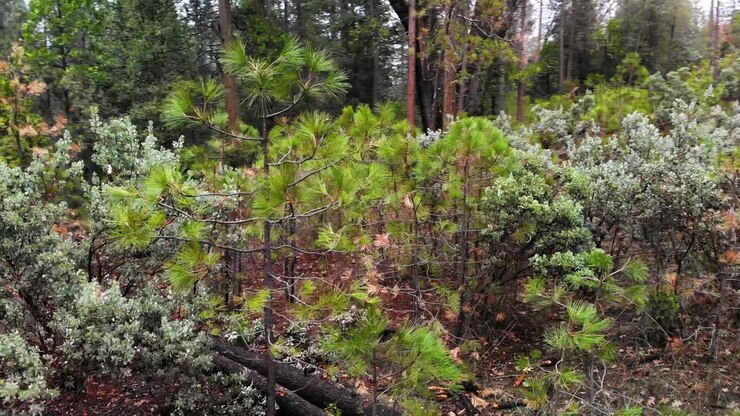 Ripresa aerea di giovani pini ponderosa in una foresta dopo un temporale
