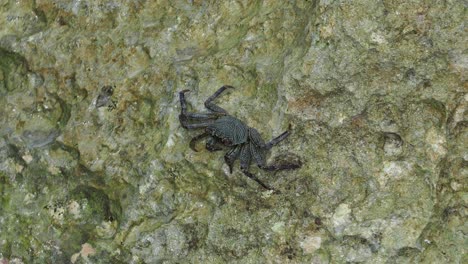 Cangrejos-En-Las-Rocas-En-El-Parque-De-Playa-De-Campo-De-Fuelle