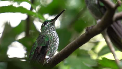 Un-Lindo-Espécimen-De-Colibrí-Verde-Y-Blanco-En-Un-Nido