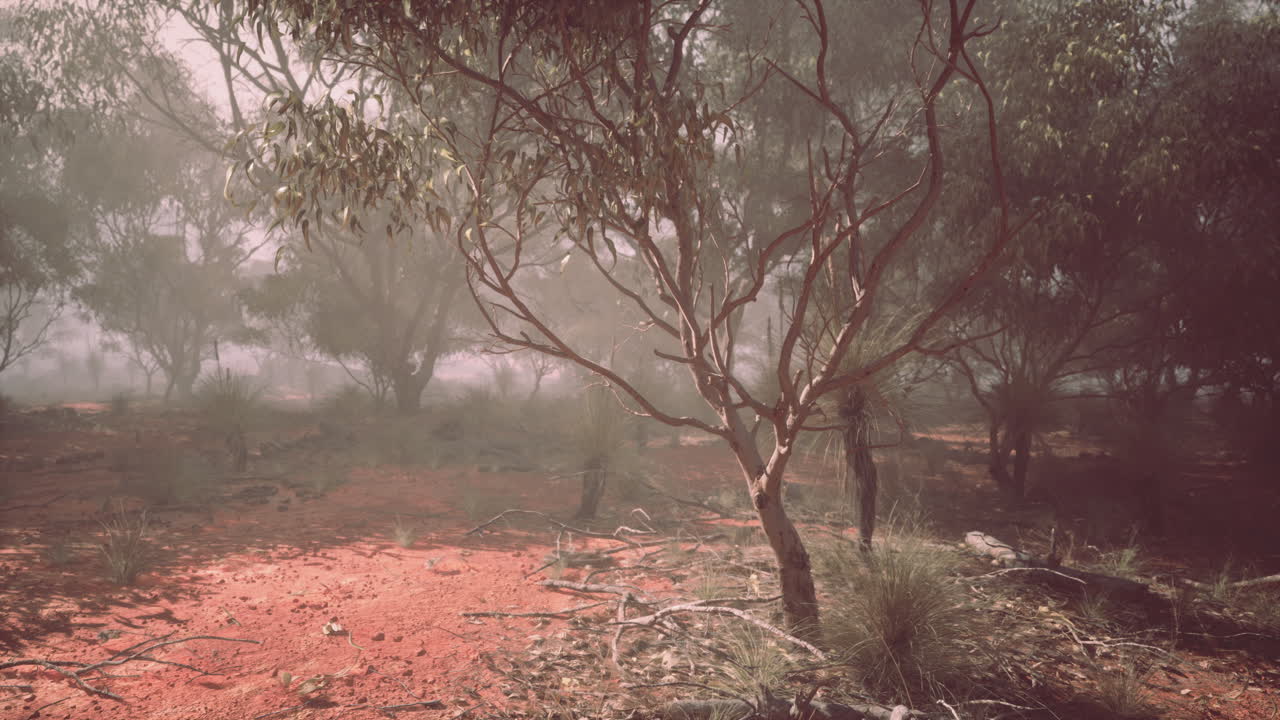 el arbusto australiano brumoso