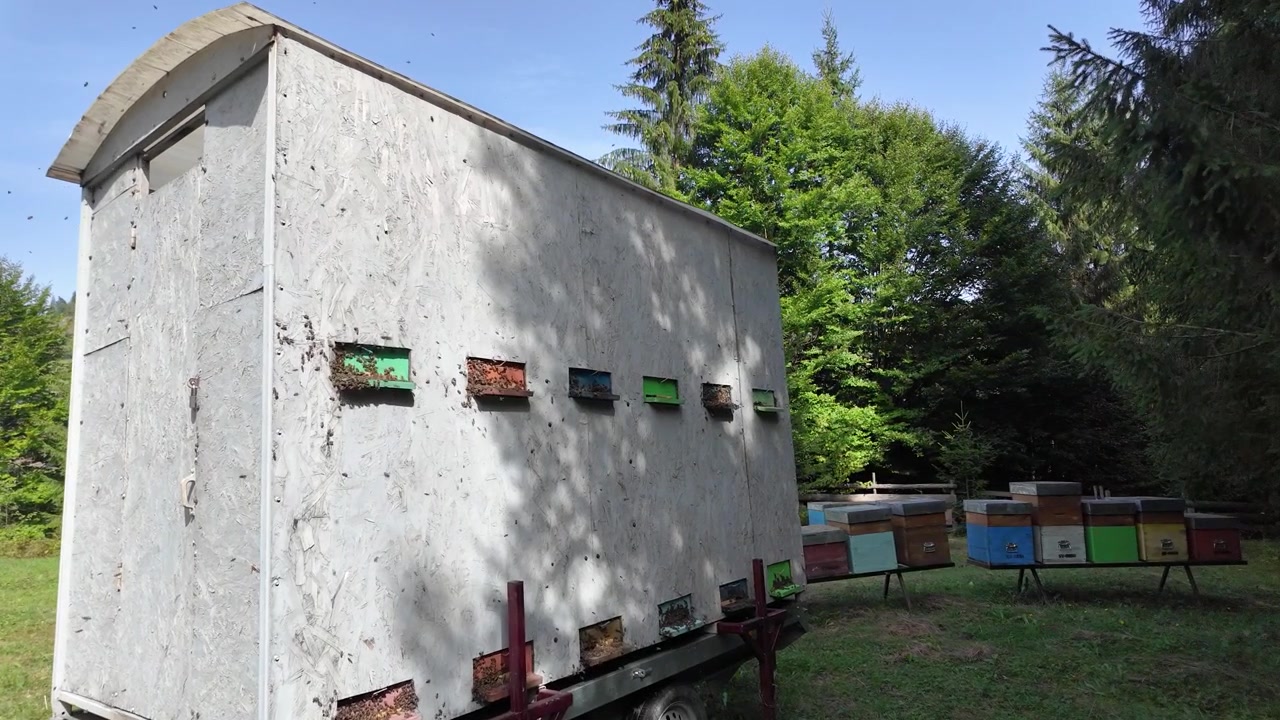 Arnie mobili su un rimorchio in un apiario forestale, circondate da alberi conifere e latifoglie, con ulteriori arnie colorate in un prato estivo