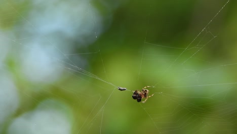 spider pray in web uhd 4k mp4