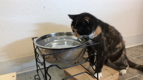 Domestic-Old-Calico-Cat-Rubs-Her-Feet-On-Wooden-Base-Before-Drinking-On-Silver-Bowl