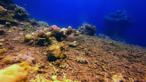 Snowflake-moray-eel-moving-in-coral-reef-with-wreck-structure-in-background