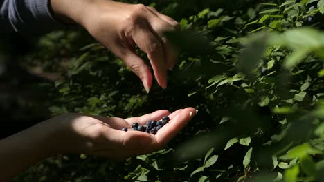 woman picking blueberries in forest, berries in hand, cinematic light