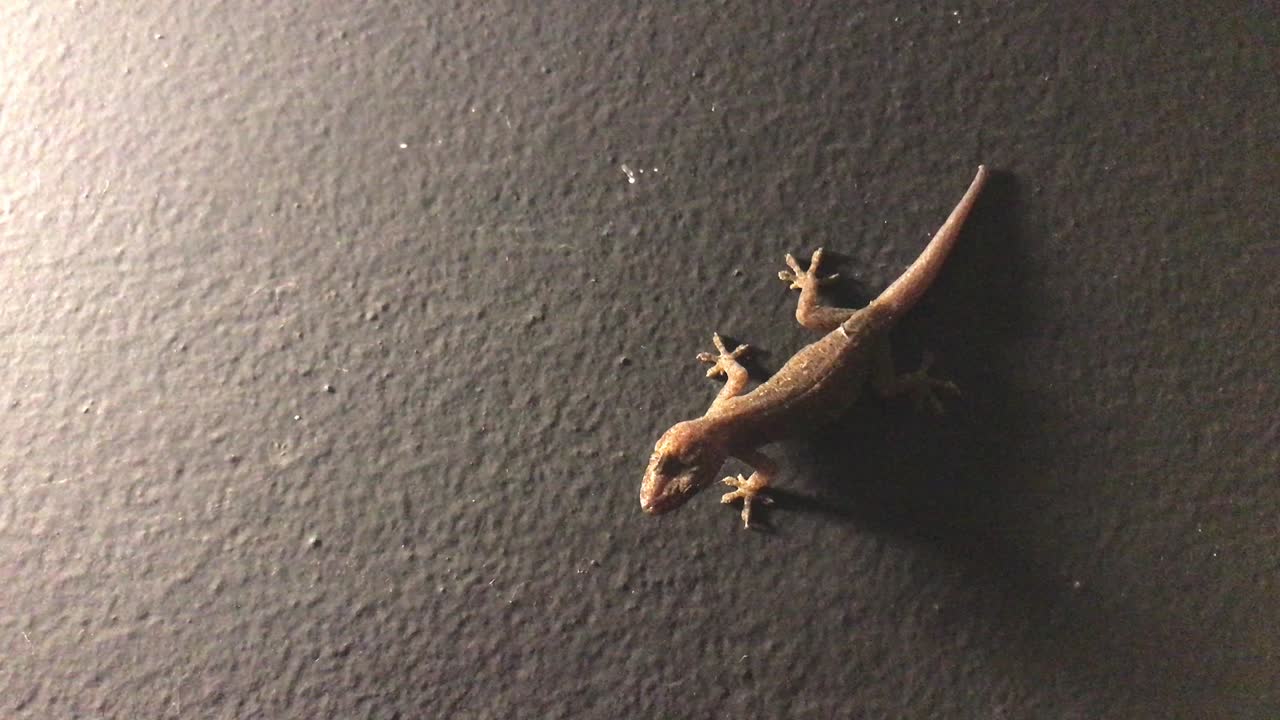 전구 근처 벽에 있는 도마을 가게 보세요.