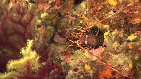 langosta mediterránea n arrecife de coral bajo el agua en españa