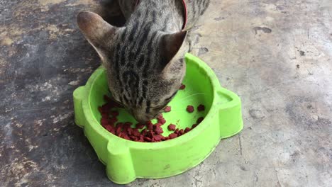 close up thai cat eating cat's food.