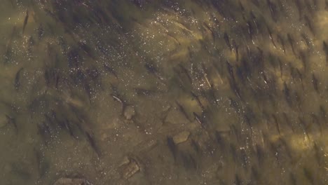 salmon swimming upstream in a river during a migration event, aerial view