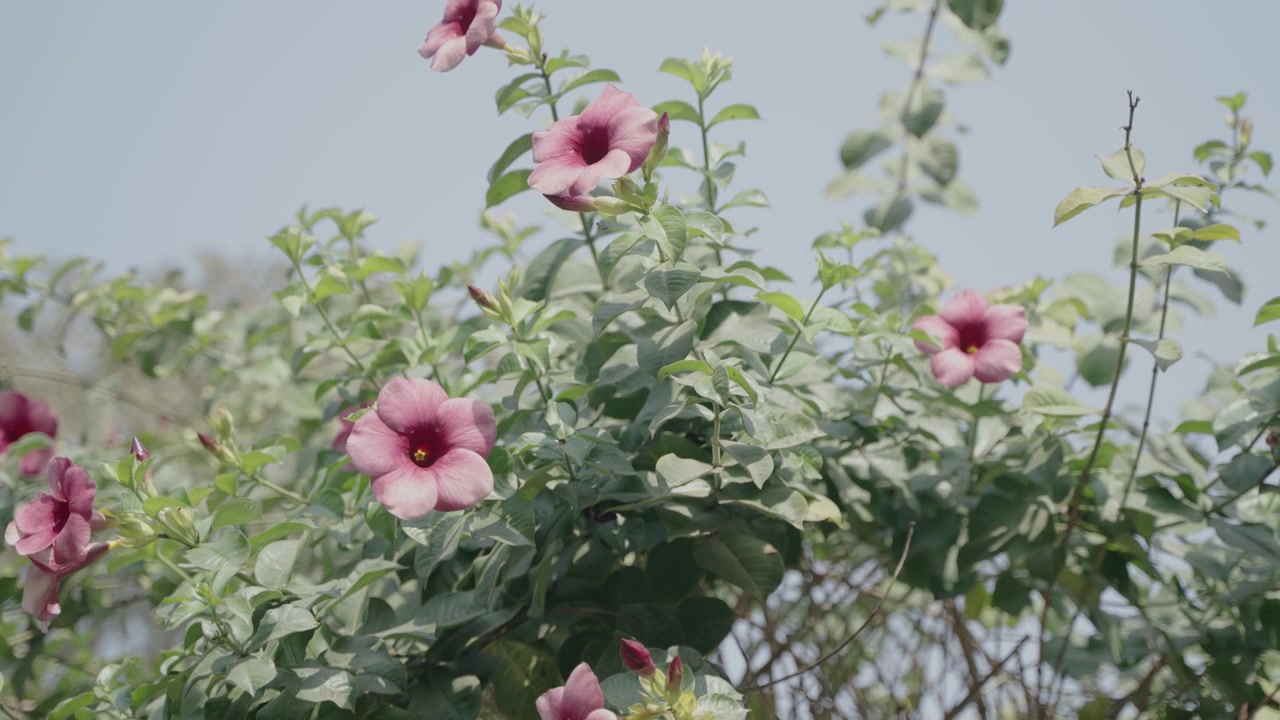I fiori di Gulancha sono sbocciati sull'albero.