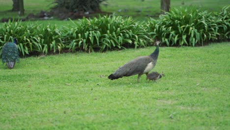 familia de tres pavos reales, pavo cristatus, paseando por un campo de hierba verde