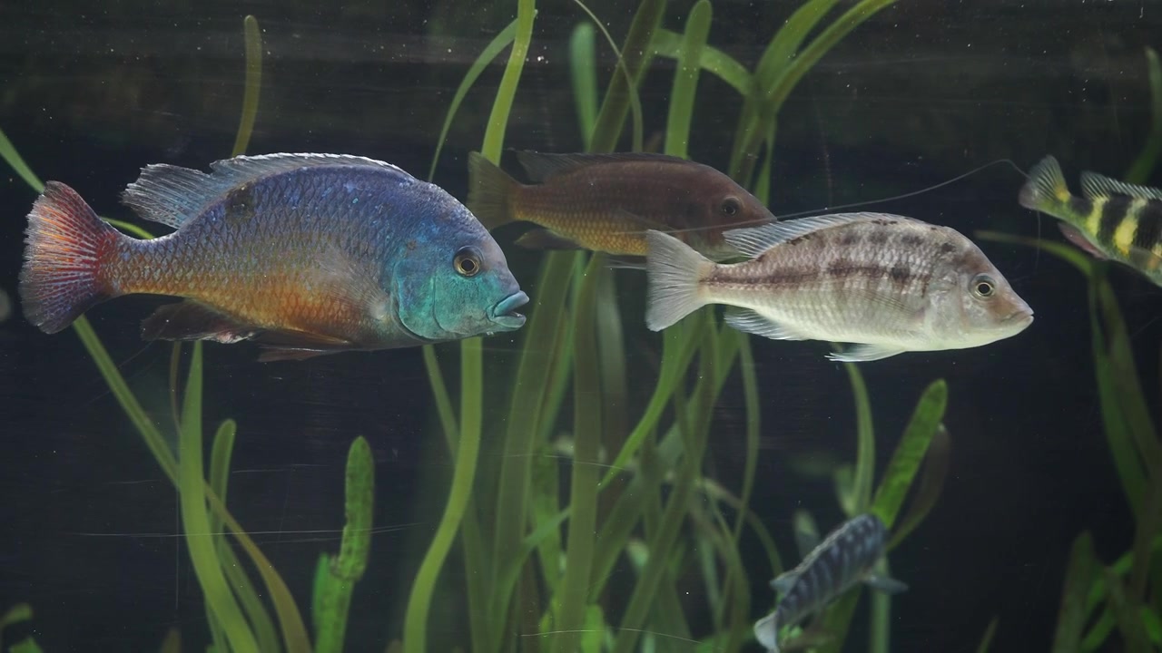 Pesci ciclidi colorati che nuotano in un acquario d'acqua dolce