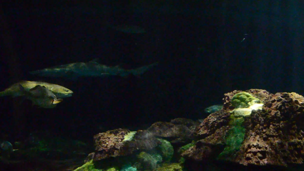 Podwodny świat. Nagranie z Orlando, USA. Park SeaWorld. SeaWorld to park morski obejmujący parki ssaków, oceanaria, parki zwierząt morskich i parki rozrywki.
