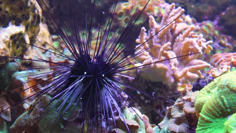 black long spine urchin at coral reef. diadema setosum is a species of long-spined sea urchin belonging to the family diadematidae.