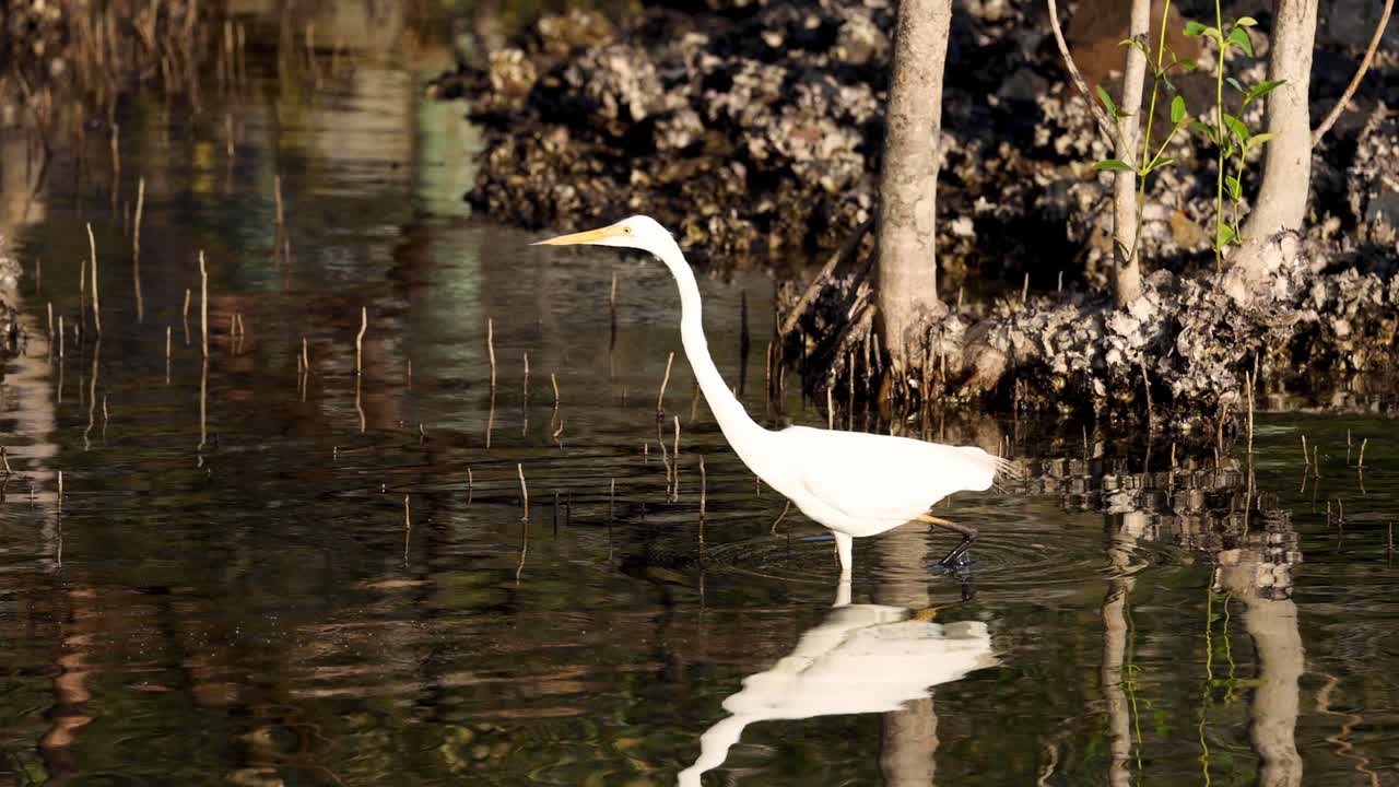 большая цапля грациозно движется по отражающей воде.