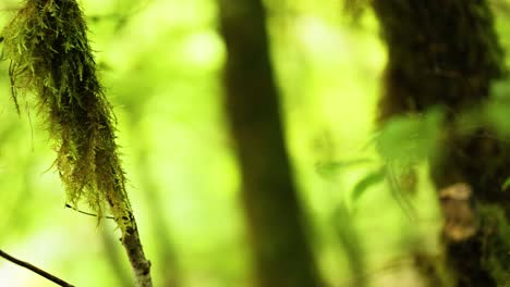 primer plano de una rama cubierta de musgo en el bosque