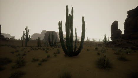 Cactuses dominate a desert landscape under an overcast sky in the evening