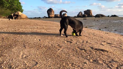 young dog plays with tennis ball on the beach