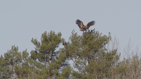 águila marina de cola blanca aterrizando en un árbol, acosada por un cuervo, suecia, cámara lenta