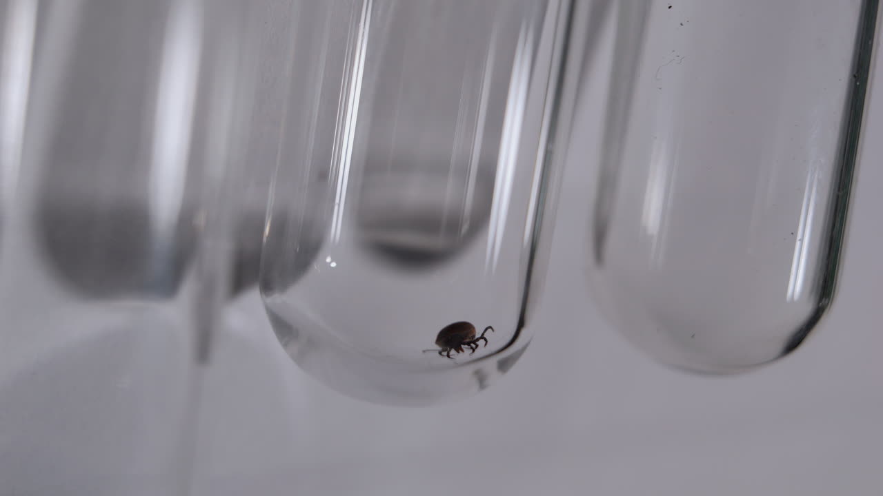 tubo de ensayo con garrapata colocado en un estante de tubo de ensayo en el laboratorio