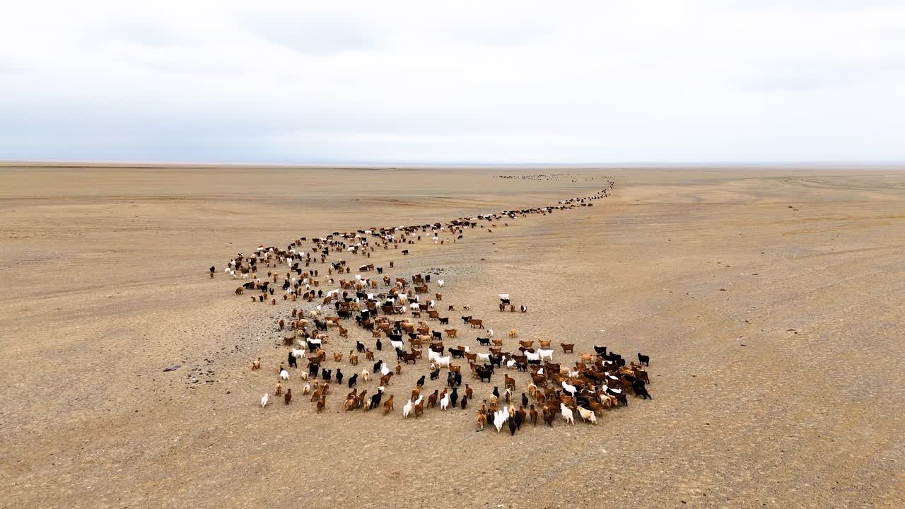 An aerial sliding shot captures hundreds of cattle, goats, and sheep grazing across a vast, remote desert landscape.