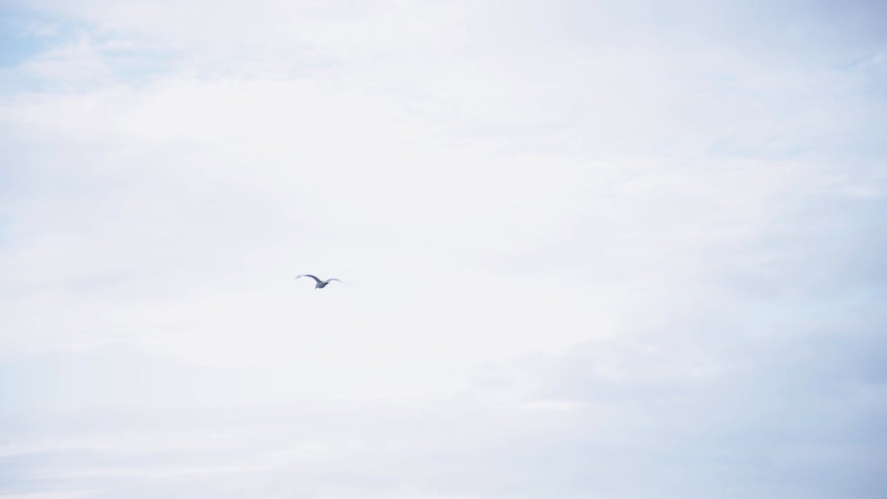 밝은 하늘 높이 날아가는 외로운 새 - 낮은 각도의 트럭 촬영