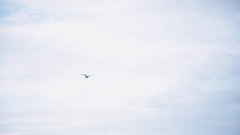 Ein-Einsamer-Vogel,-Der-Hoch-In-Den-Hellen-Himmel-Fliegt---LKW-Aufnahme-Aus-Niedrigem-Winkel