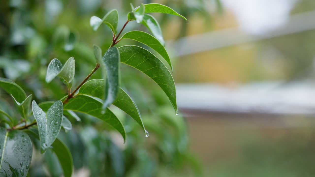 Water droplets gather on the tips of vibrant green leaves in slow motion as gentle afternoon rain falls, highlighting nature’s serene beauty in 4K.