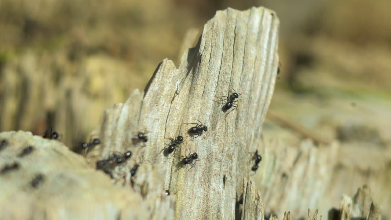 Silky ants move on the nest, anthill with silky ants in spring, work and life of ants in an anthill, sunny day, closeup macro shot, shallow depth of field