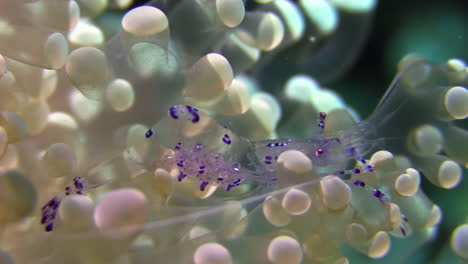 camarones de anémona sarasvati alimentándose en un coral de hongos, primer plano durante el día